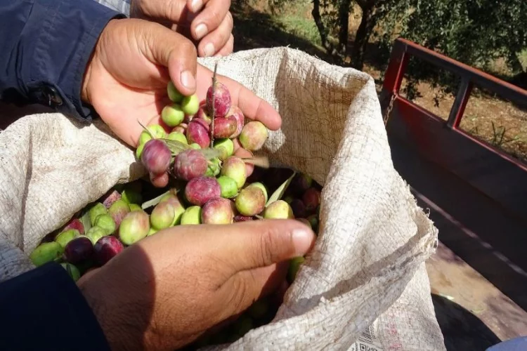 Mardin’de devam eden zeytin hasadında yüksek rekolte bekleniyor