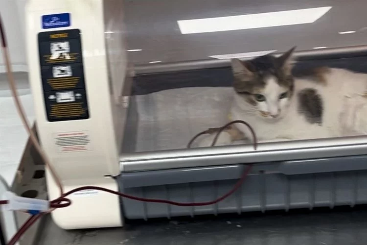 Zonguldak'ta kedi kan bağışıyla kurtuldu
